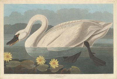 Cigno americano comune da John James Audubon